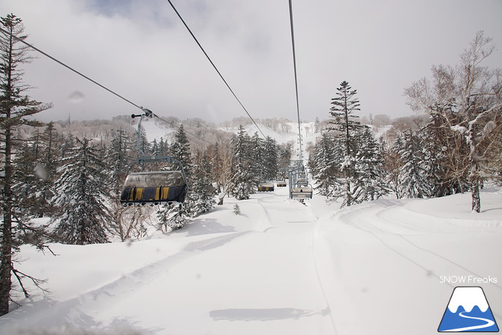 札幌国際スキー場 Welcome back POWDER SNOW !! ～パウダースノー復活～